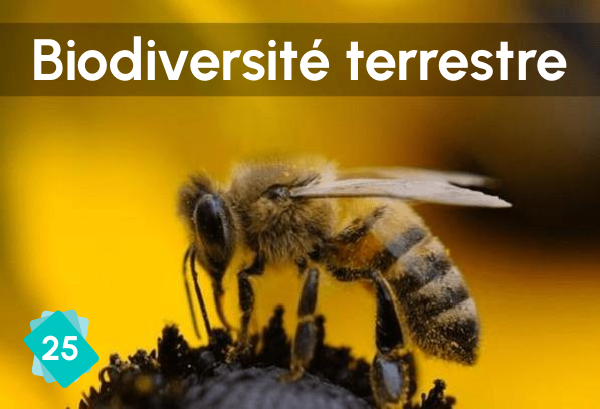 Biodiversité terrestre