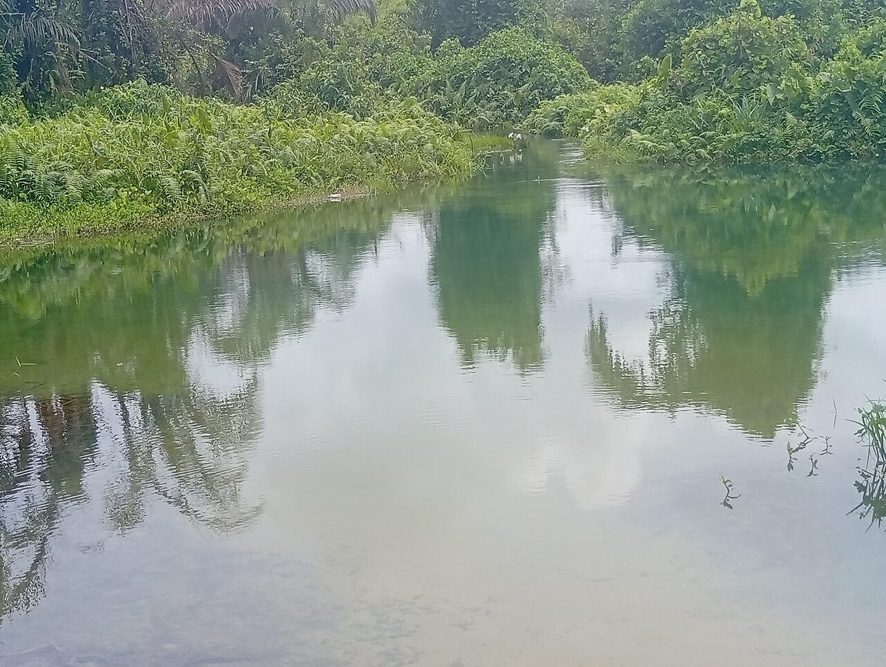 Canopée d’une forêt au-dessus d’un cours d’eau